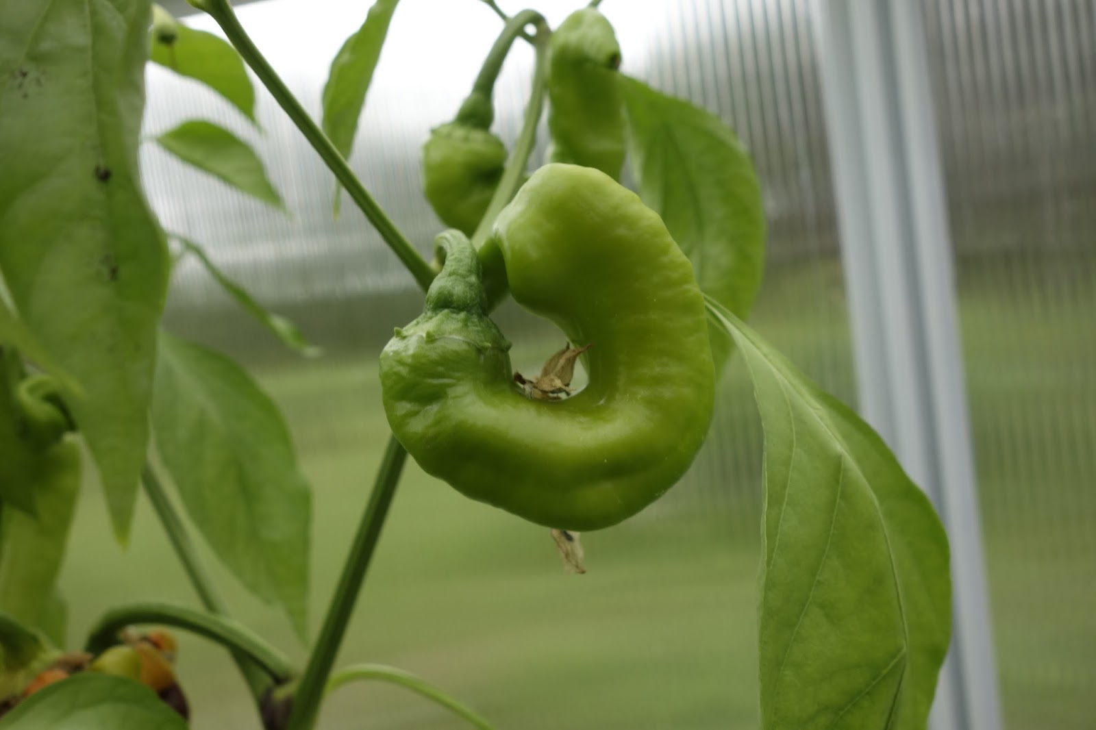 Cold Hands Warm Earth Jimmy Nardello Peppers Deformed??
