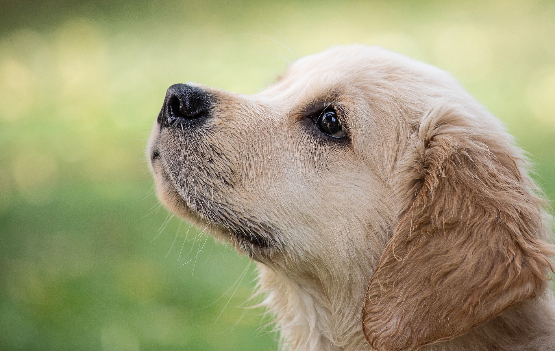 10 Dog Breeds With Incredible Sense Of Smell