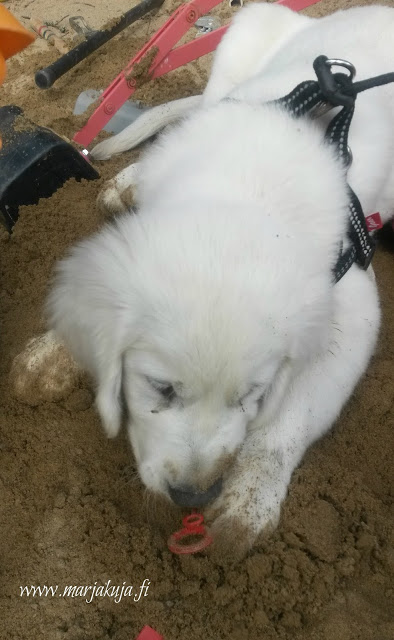 koiranpentu hiekkalaatikolla