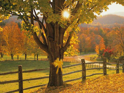 Tie a yellow ribbon round the old oak tree