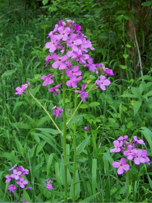 Poison Ivy - Nature's 