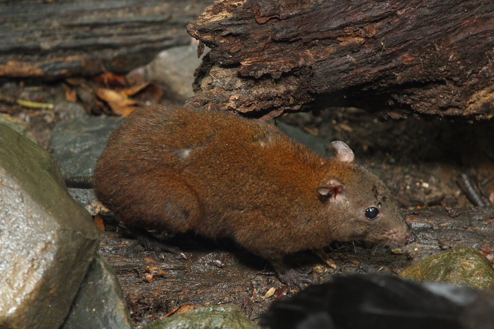 Mamíferos Hypsiprymnodon moschatus