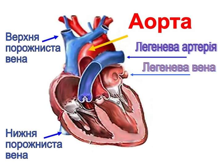 Блог учителя біології та географії Гуртової Інни Сергіївни: Серце