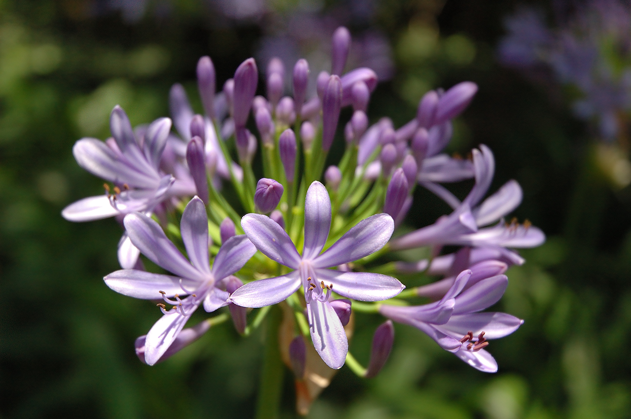 Flower Digital Photography: Light Purple