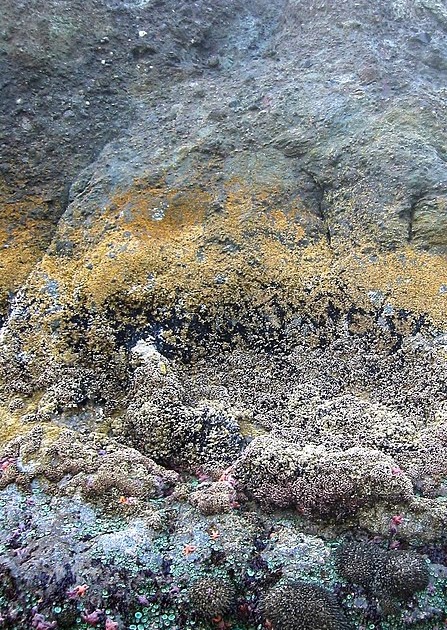 30 Interesting Facts About Mussels