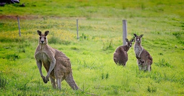 Negara Asal Kanguru adalah Australia - Tips Blog Builder 2021