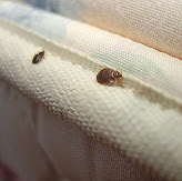 Bed Bug Heater Rental