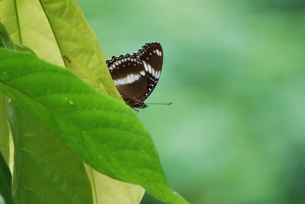 Kupu-kupu langka hutan Gorontalo
