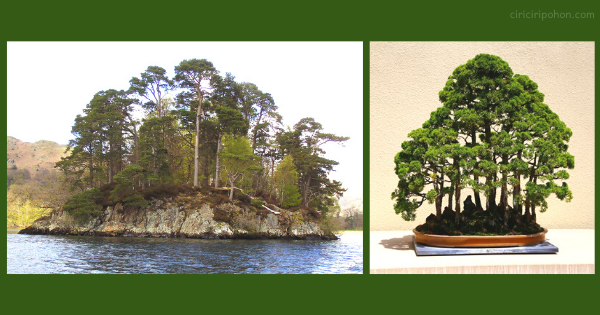 inspirasi bonsai dari pohon liar hutan: dari alam ke keterampilan seni