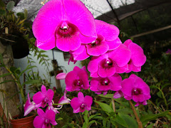 Site Encantos das Orquídeas