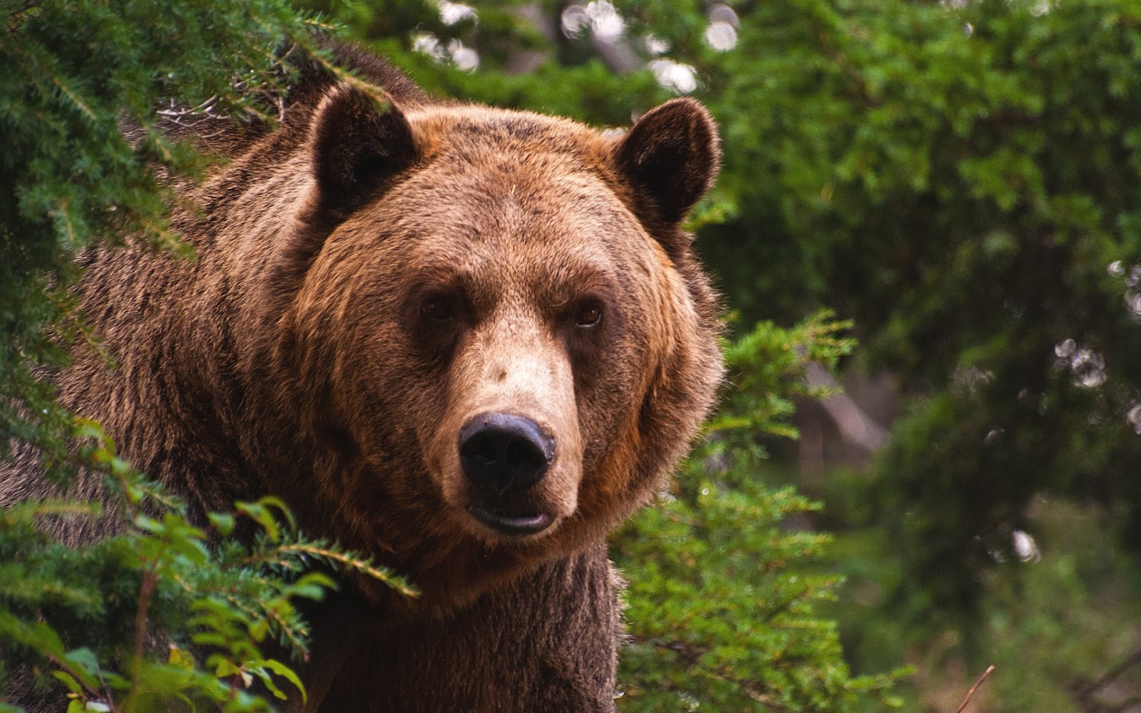 Fondo de Pantalla Animales Mirada fija de oso grande | Imagenes Hilandy