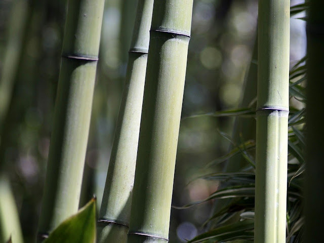10 Kelebihan Dan Kekurangan Bambu Sebagai Bahan Bangunan Arafuru