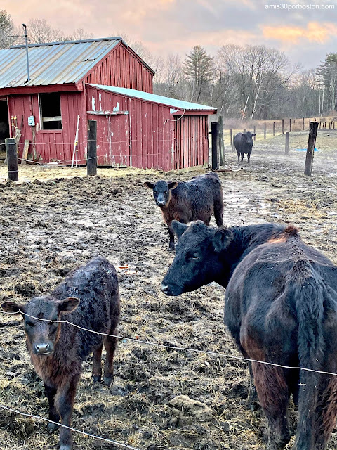 Vacas en New Hampshire