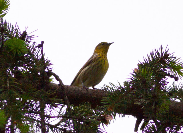 Cape May Warbler - Central Park, New York