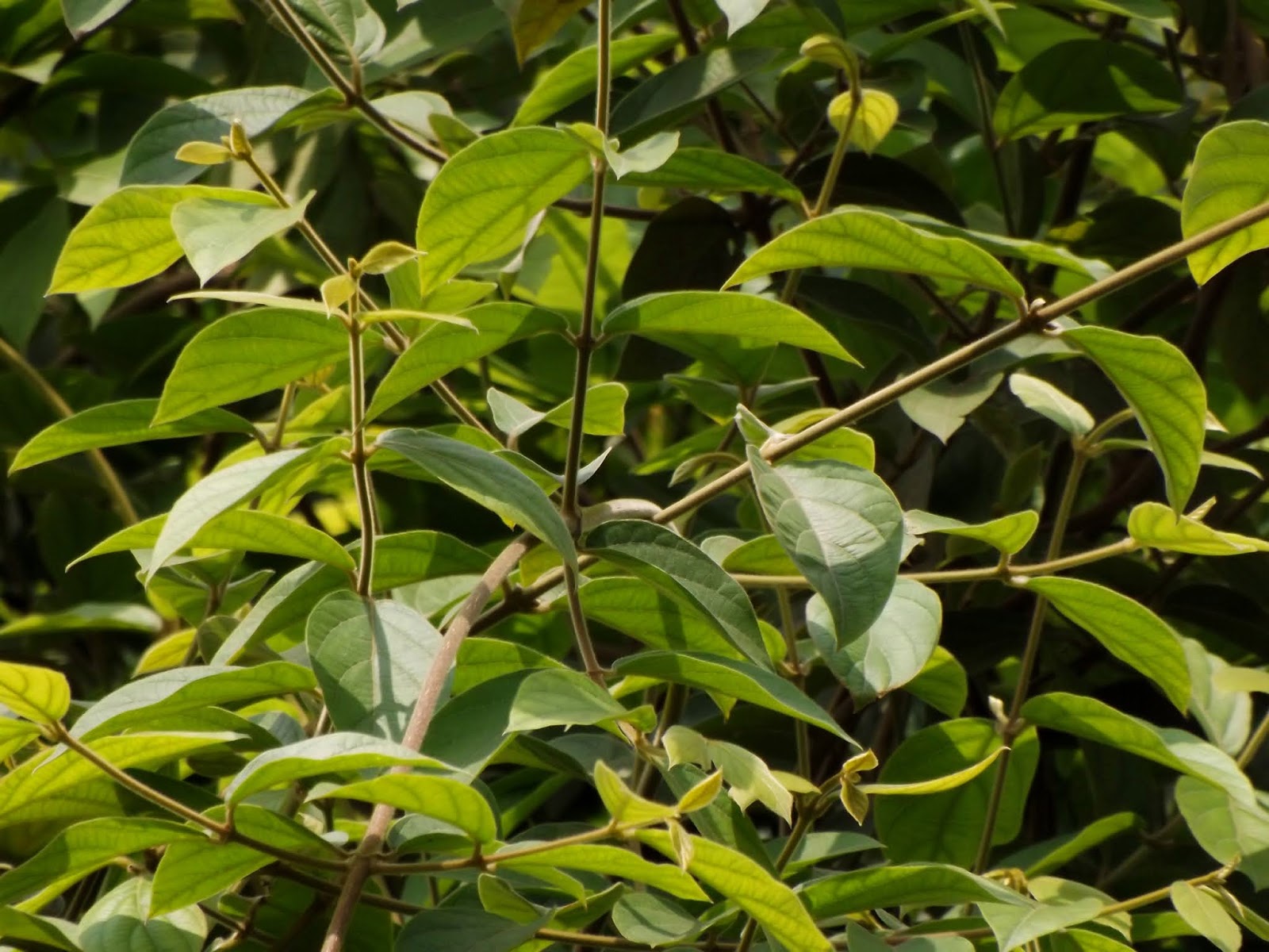 Congea or Wooly congea, Congea tomentosa