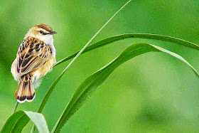 Bird perched on tall grass