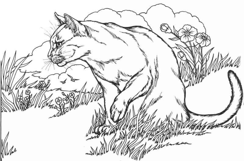 Desenhos de Animais Selvagens para Imprimir Atividades Pedagógicas