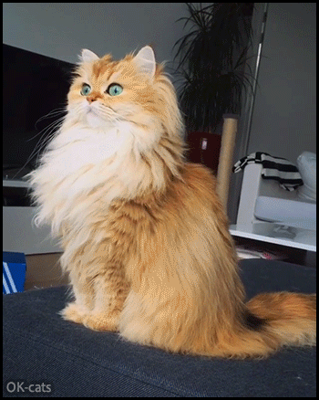 Funny Cat GIF • 'Smoothie' the fluffiest MeerCAT ever with beautiful green eyes