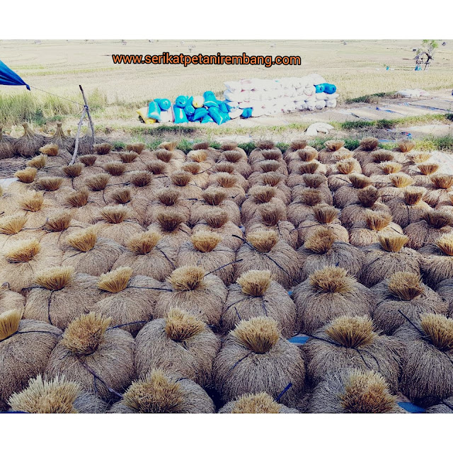 14+ Gambar Bunga Kembang Pulu - Gambar Bunga Indah