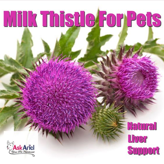 Natural Liver Support Supplement For Pets Holistic Vet and Pet