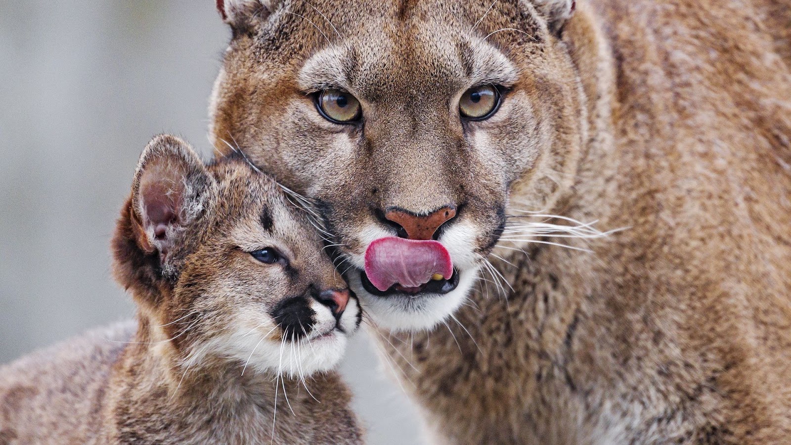 Puma, Animal. Mountain Lion