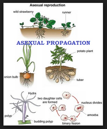 Anim Agriculture Technology: Plant Propagation - What is it?