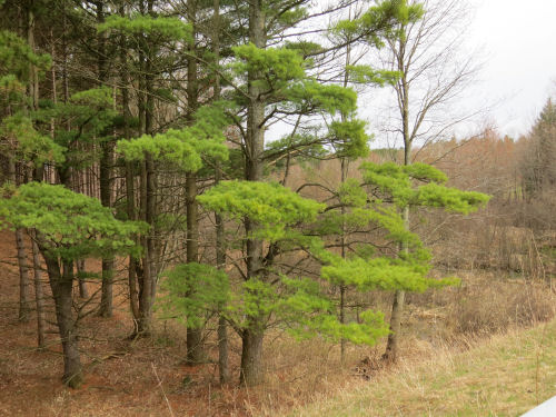 white pine