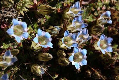 Gentiana Ornata