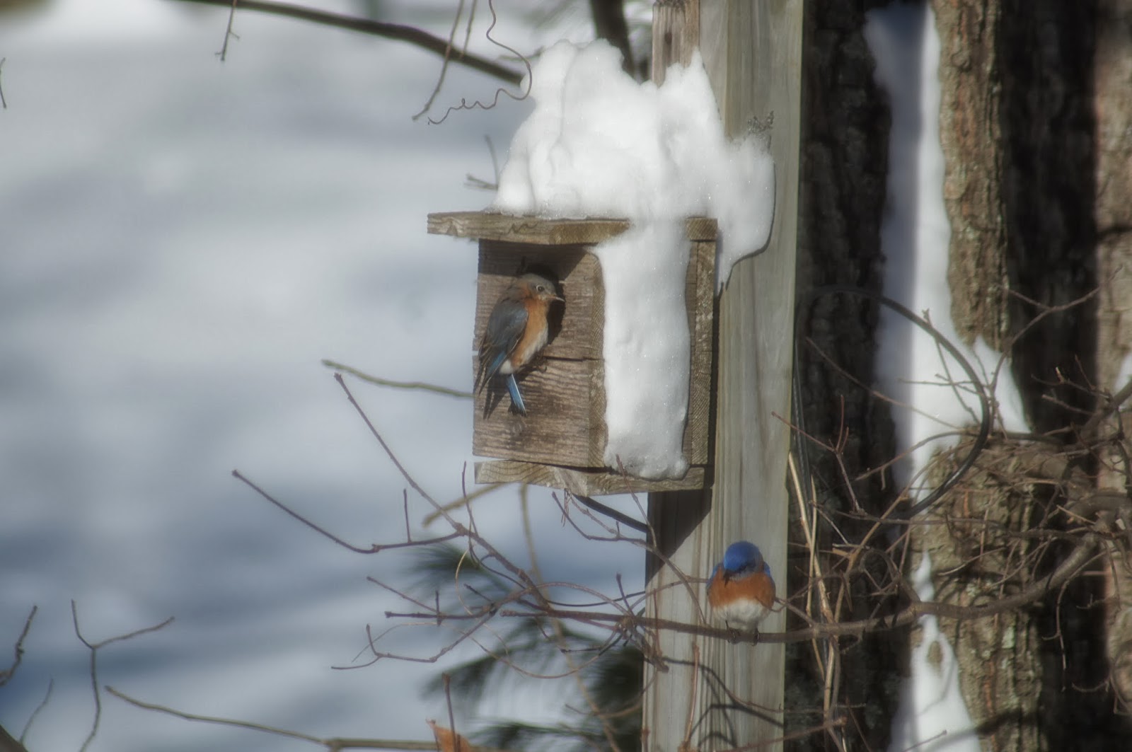 Things with Wings: Eastern Bluebirds Here and There
