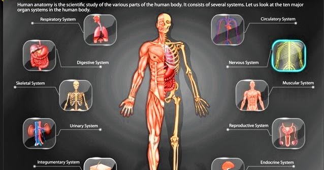 Human Body Organ Systems: An Orientation - Medical Yukti