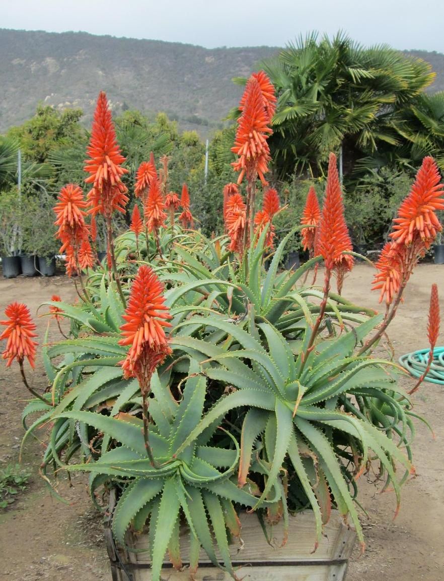 Aloe vera hembra Todo con plantas Aloe vera hembra Todo con plantas