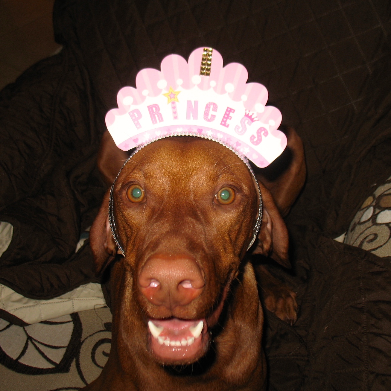 Life with Ralphie My Vizsla Happy Birthday Lucy!!