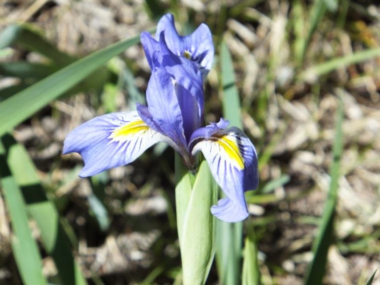 World of Irises Species Irises Back to Nature