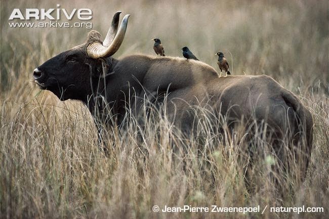 asiatic wild cow