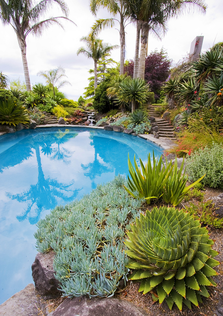 Casual Casa Low litter succulents and cacti by pools
