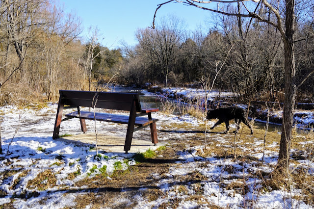 Bench next to the Little Rouge River on the Bob Hunter Memorial Trail