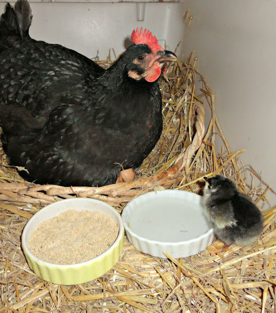 Hatching Eggs under a Broody Hen Fresh Eggs Daily® with Lisa Steele