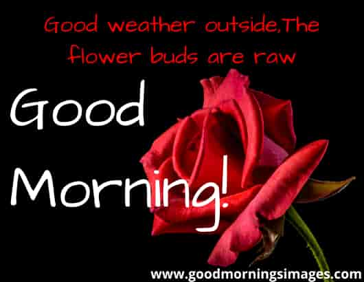 Good morning shayari with pic Good morning shayari with pic