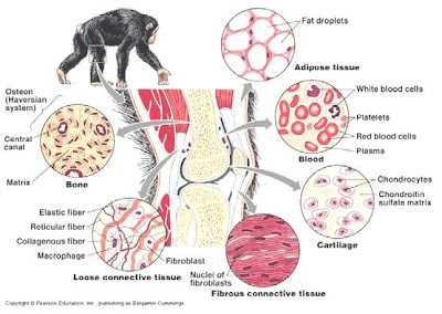 Biology Study Jaringan Hewan