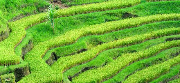 Upaya Mengurangi Kerusakan Tanah (Reduce of Soil Damages) - Geograph88