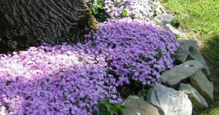 Landscaping and Yard Work: LANDSCAPING IDEA