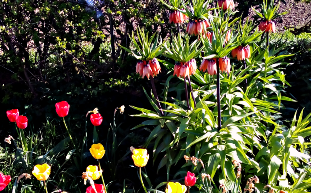 Life As Kim Upside down flowers. MySundayPhoto