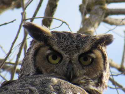 northern california owls birding birdwatching