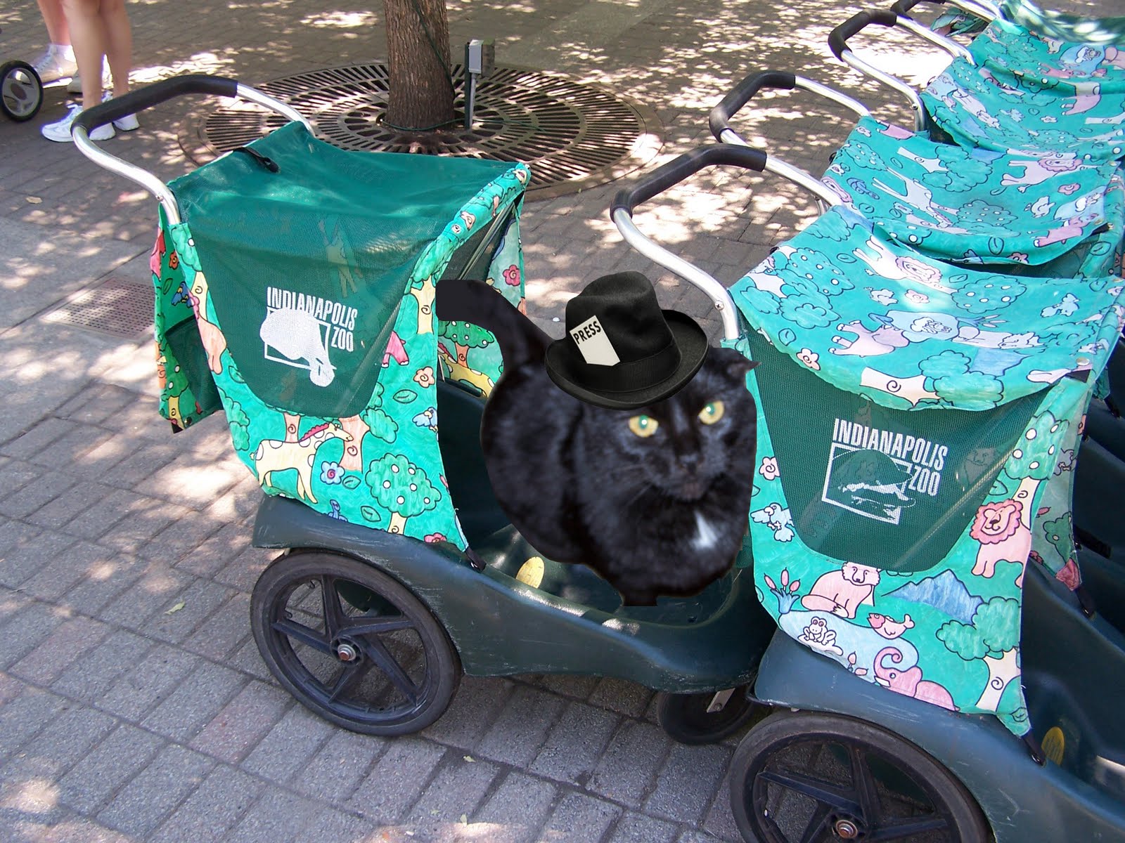 Cat's Eye View MPL Zoologically Speaking (Part One)