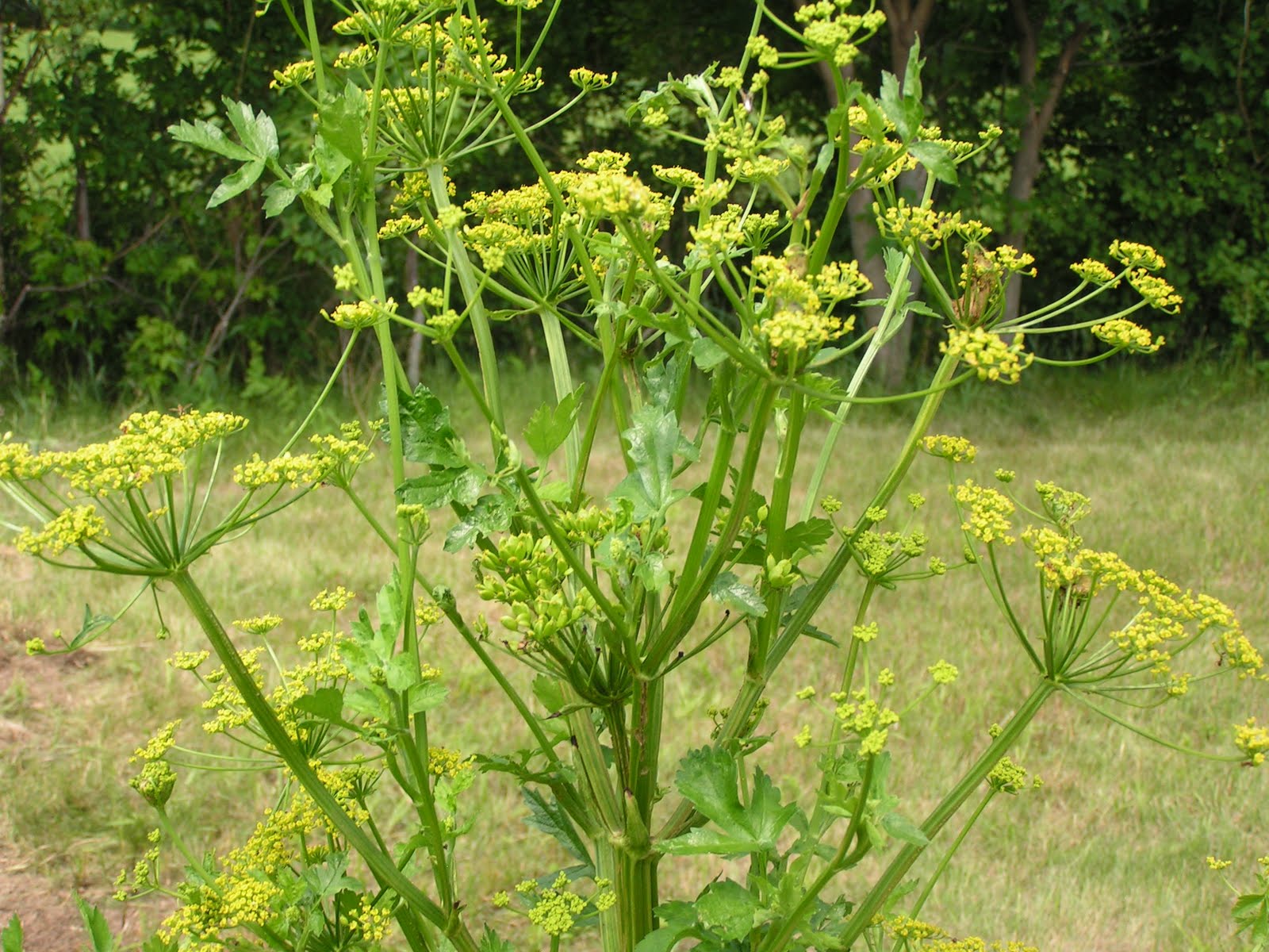 Rambling Anne Of wild parsnips and trying to beat the rain..
