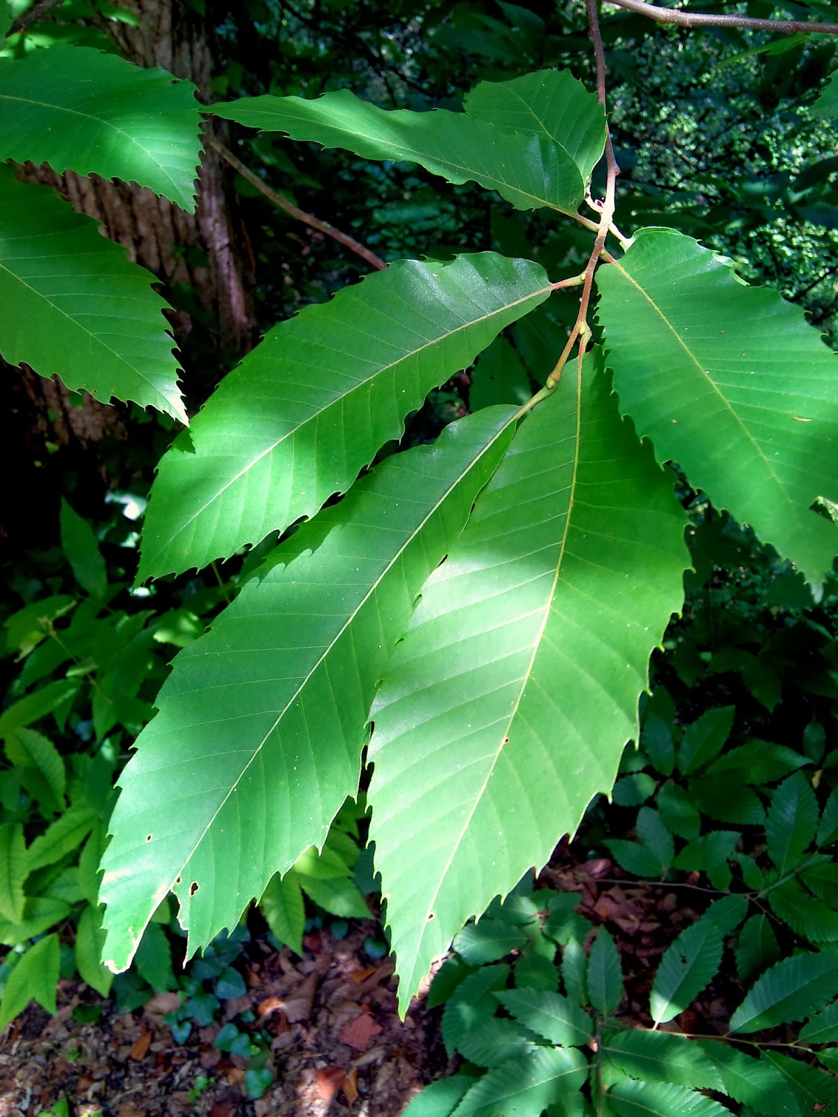 Árboles con alma: Castaño. Castanyer. (Castanea sativa)