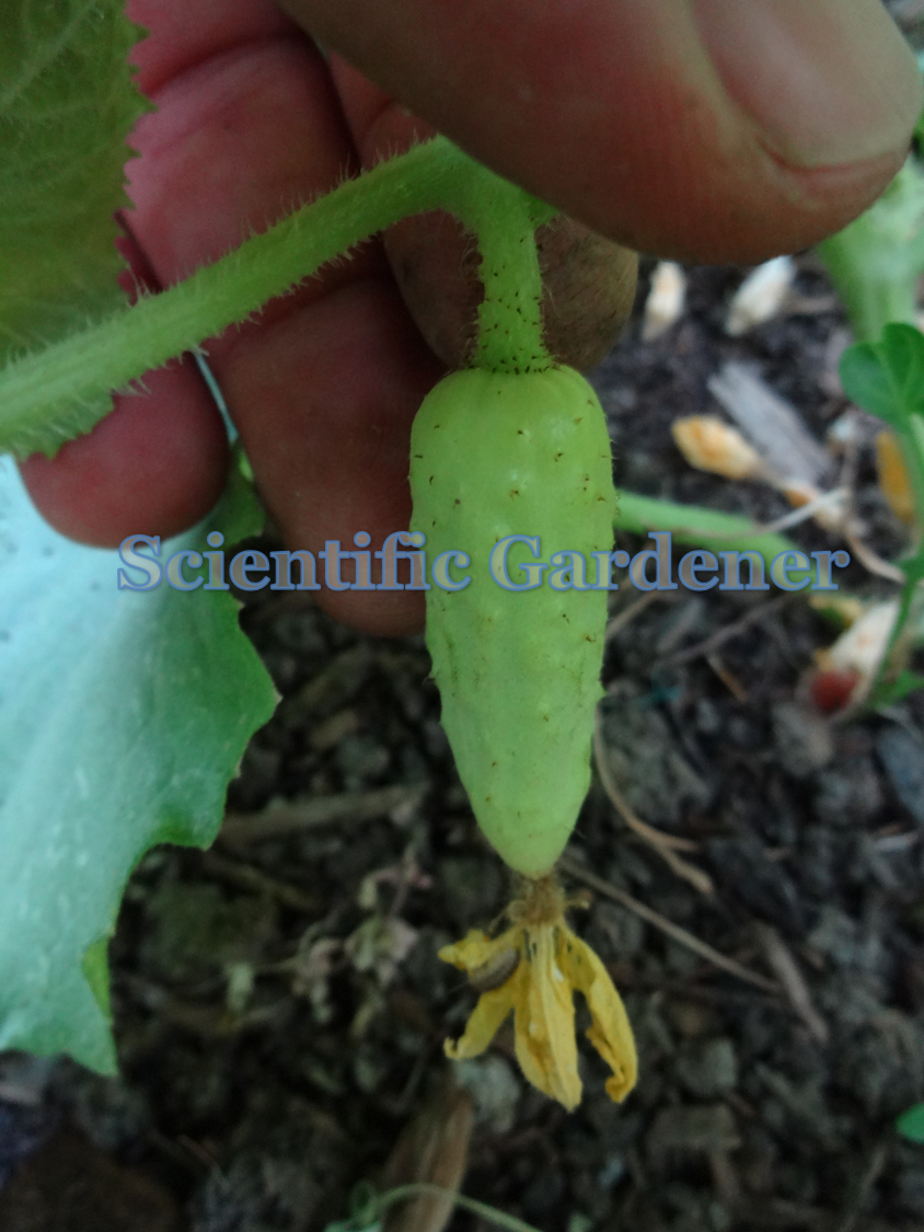The Scientific Gardener Salt and Pepper Cucumber