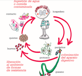 oxiuros en ninos imagenes)