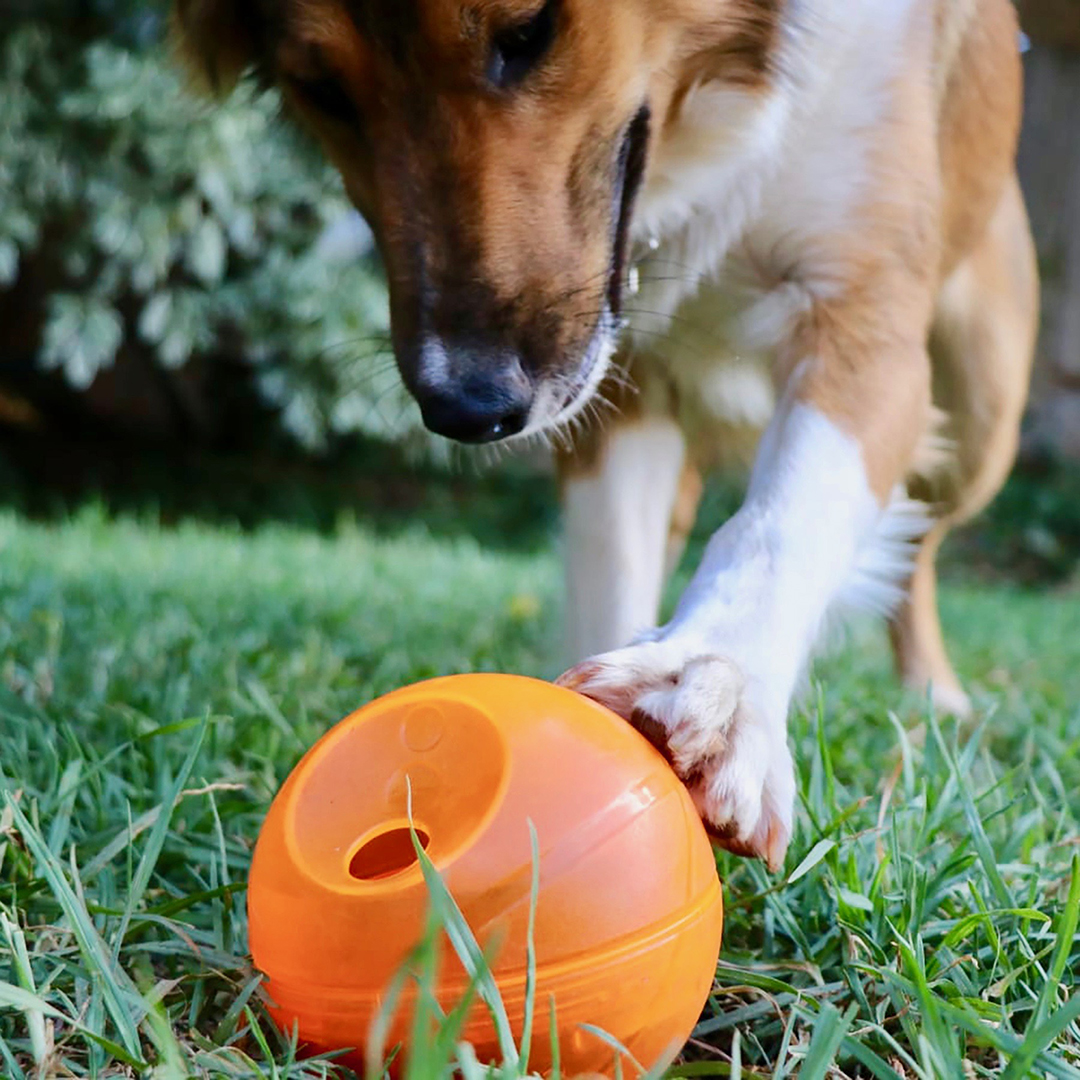 Creating an Enriching Environment for Dogs Australian Dog Lover