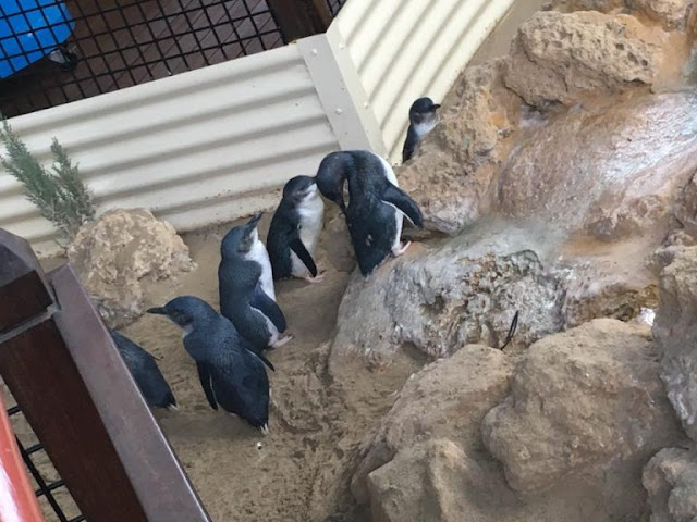 Penguin Island
